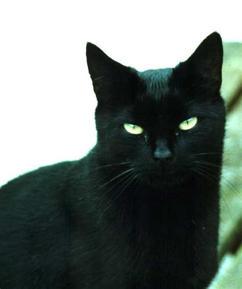 The Mysterious Connection Between Black Cats and Voodoo Witchcraft
